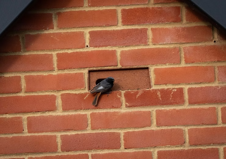Black Redstart Entrance to Swift Nesting Brick.png