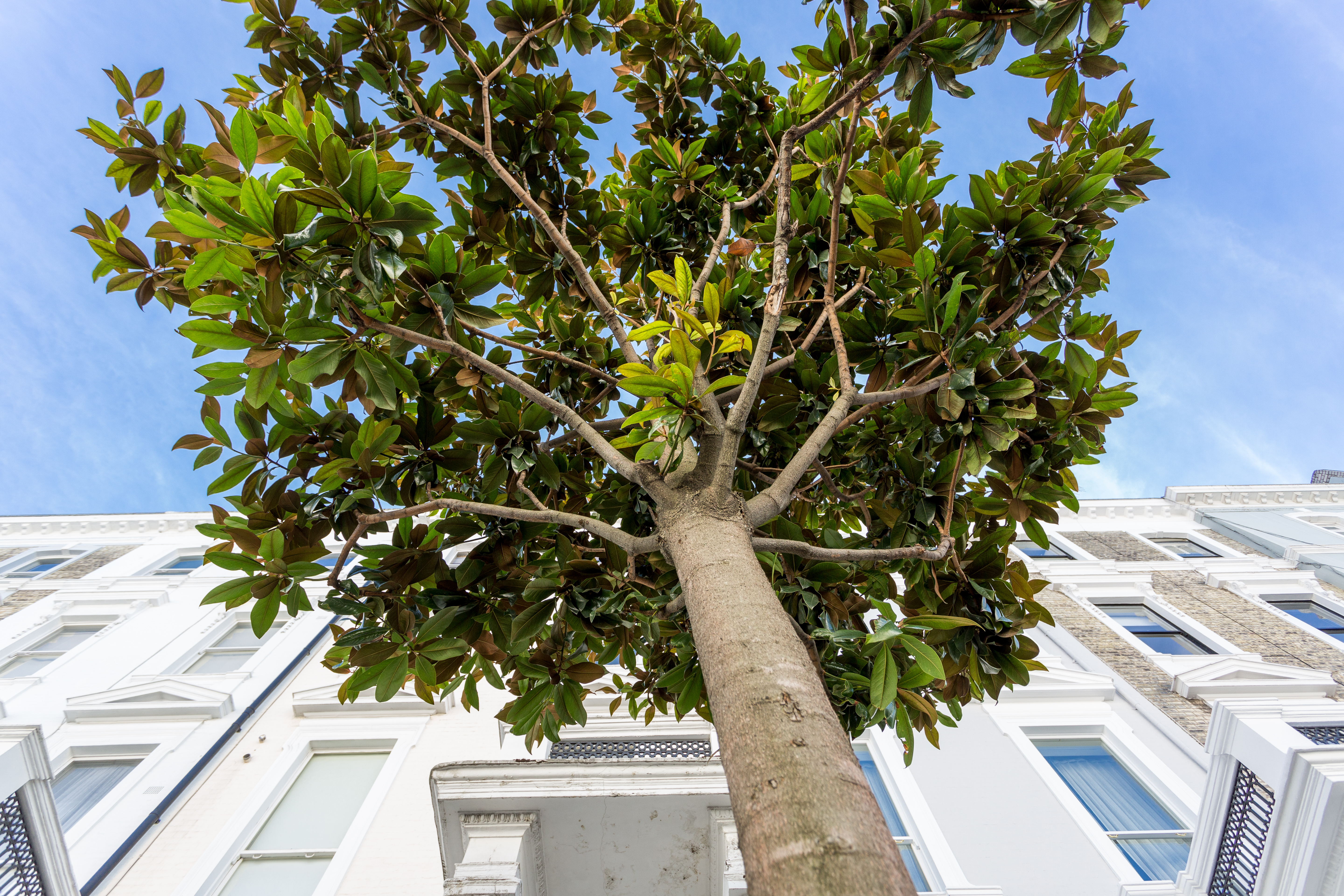 Tree.jpg
