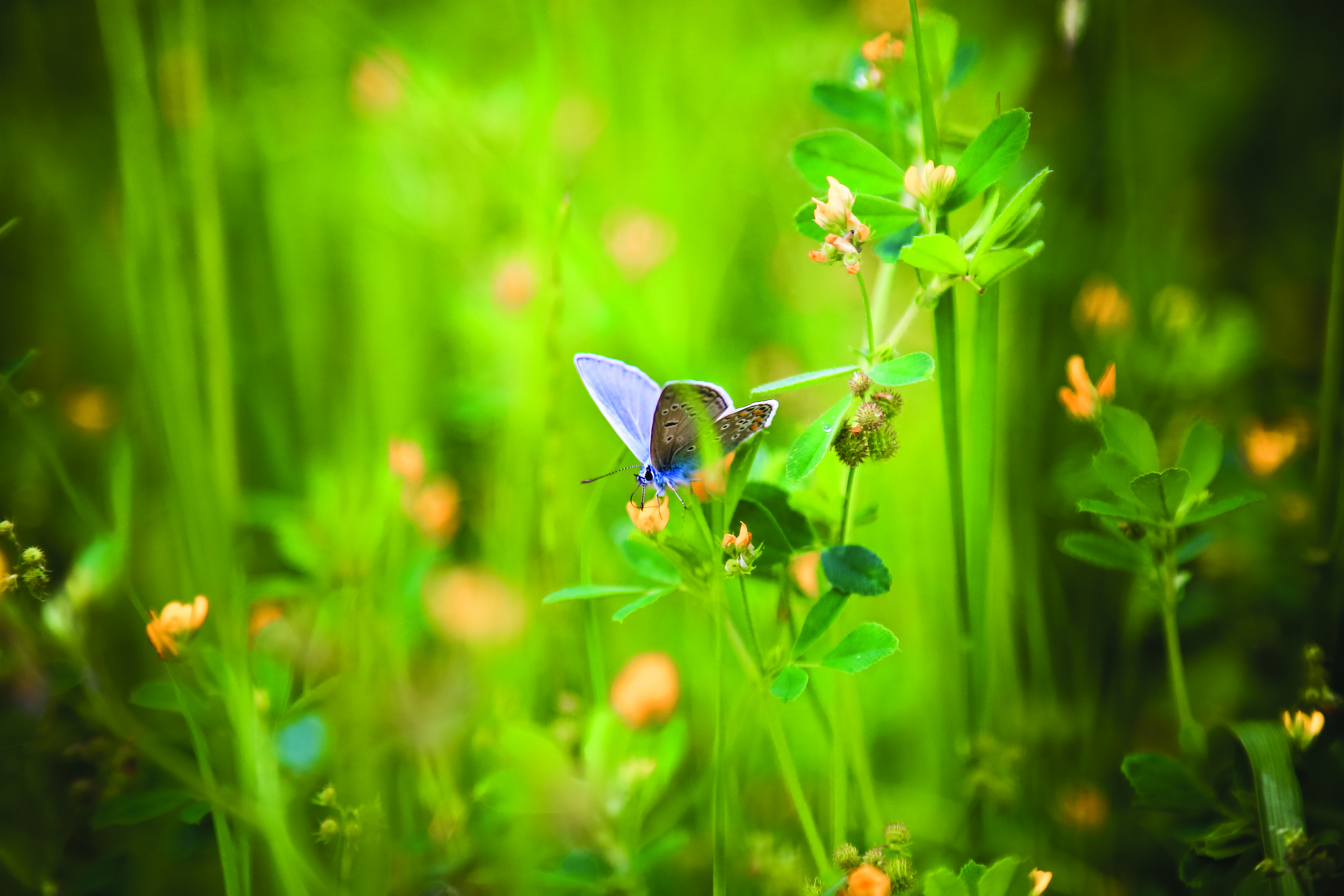 iStock-531618274.jpg